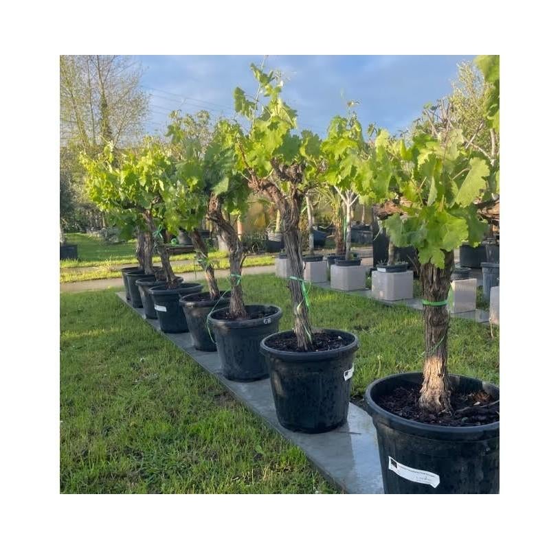 ‼️druivelaars rechtstreekse import spanje ‼️, Tuin en Terras, Planten | Bomen, Ophalen