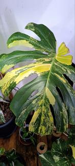 Monstera  aurea 'Large Form', Maison & Meubles, Plantes d'intérieur, Enlèvement
