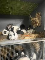 Groot lotharinger, Dieren en Toebehoren, Konijnen, Meerdere dieren, Groot