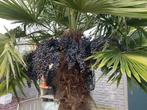 Zaad trachycarpus fortunei, Palmboom