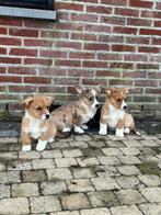 Prachtige Welsh Corgi Cardigan pups, Animaux & Accessoires, 8 à 15 semaines, Plusieurs, Éleveur | Loisir, Hépatite contagieuse (maladie de Rubarth)