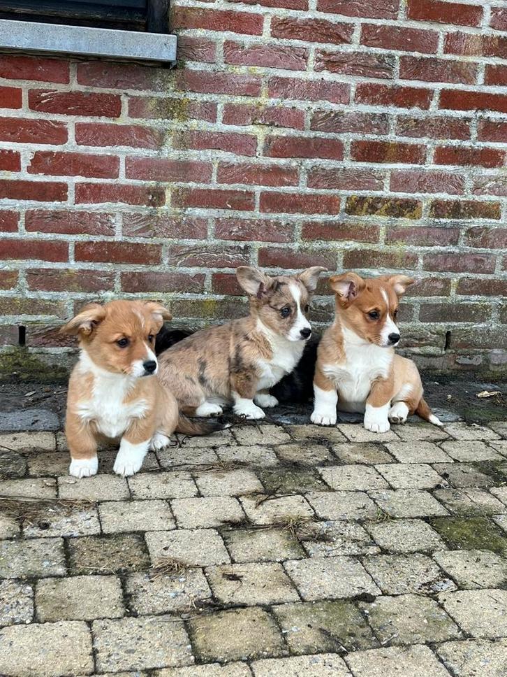Prachtige Welsh Corgi Cardigan pups, Dieren en Toebehoren, Honden | Dekreuen, Meerdere dieren, Fokker | Hobbymatig, Meerdere, België