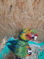camelot ara papegaai, Animaux & Accessoires, Perroquet