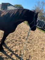 Touwhalster met bijpassende touwteugels maat full, Dieren en Toebehoren, Paarden en Pony's | Hoofdstellen en Tuigage, Ophalen of Verzenden