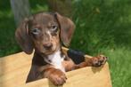 Teckel pups korthaar mooie keuze, België, 15 weken tot 1 jaar, Korthaar, Dwerg