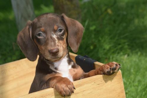 Teckel pups korthaar mooie keuze, Dieren en Toebehoren, Honden | Teckels en Dashonden, Korthaar, Dwerg, Fokker | Professioneel