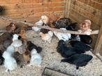 Zijdehoen cochin orpington faverolle araucana, Dieren en Toebehoren, Pluimvee