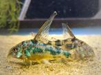 Corydoras Paleatus Longfin +/- 3.5 cm, Dieren en Toebehoren