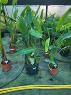 Strelitzia reginae, Tuin en Terras, Planten | Tuinplanten, Ophalen of Verzenden