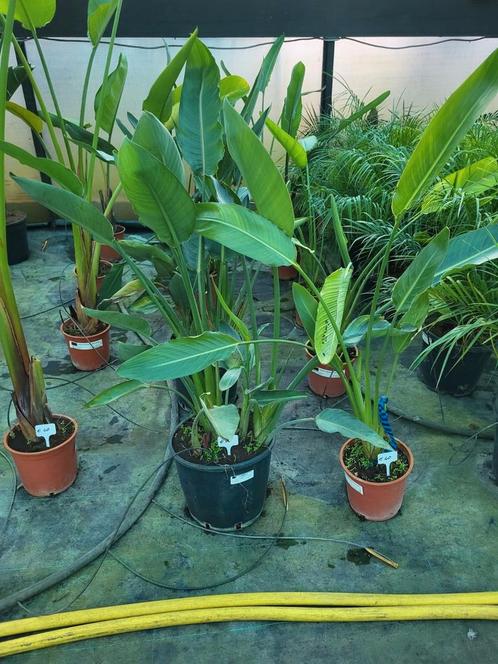 Strelitzia reginae, Jardin & Terrasse, Plantes | Jardin, Enlèvement ou Envoi