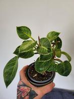 Philodendron birkin, Maison & Meubles, Plantes d'intérieur, Ombre partielle, En pot, Plante verte, Enlèvement ou Envoi