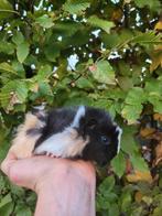 Borstel cavia's, Dieren en Toebehoren, September