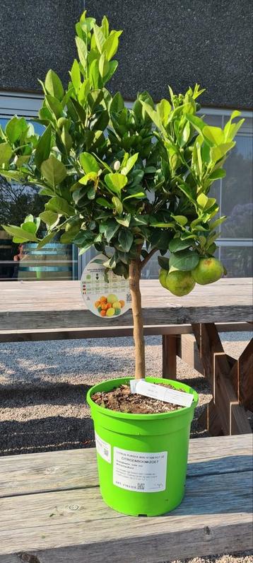 Citrus Pursha - citroenboom/zoet beschikbaar voor biedingen