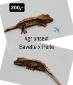 0.0.1 Whitewall wimpergekko baby, Dieren en Toebehoren, Reptielen en Amfibieën, Hagedis, Tam, 0 tot 2 jaar