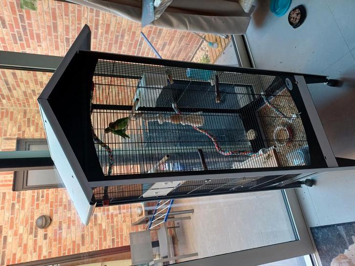 3 agapornis (dwergpapegaaien)met kooi, Dieren en Toebehoren, Vogels | Parkieten en Papegaaien