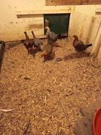 Oud Engelse Vechtkriel, Dieren en Toebehoren, Vrouwelijk, Kip