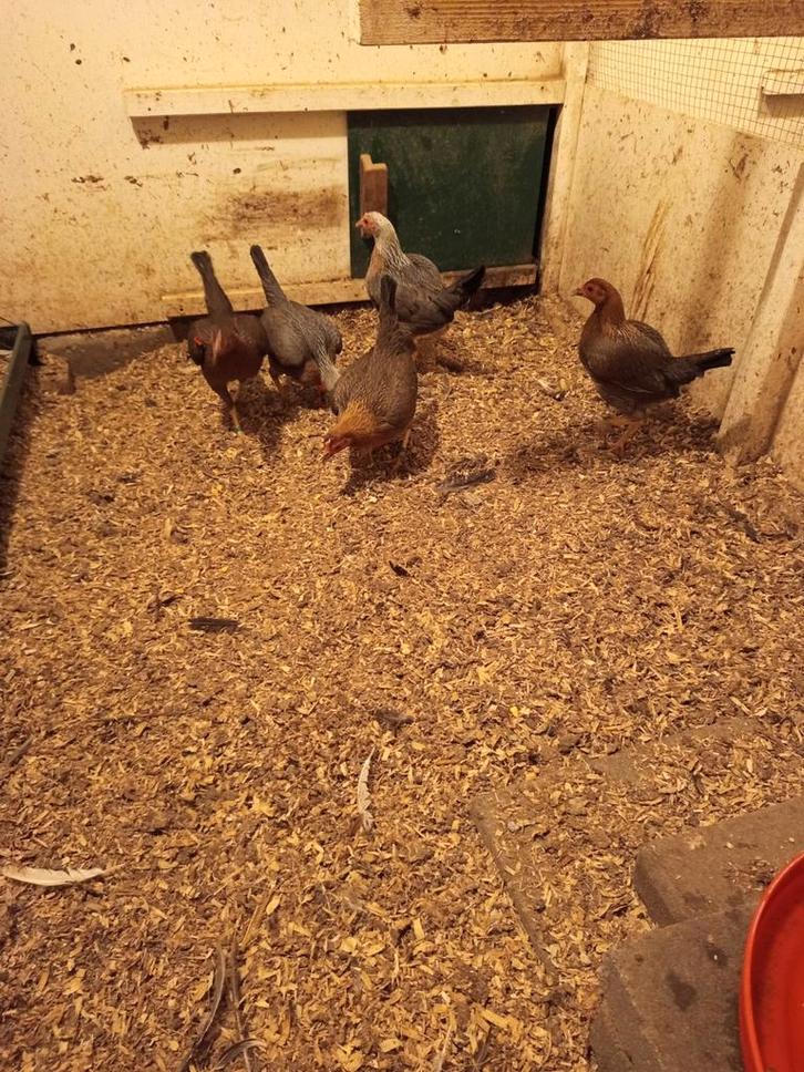 Oud Engelse Vechtkriel, Dieren en Toebehoren, Pluimvee, Kip, Vrouwelijk