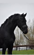 ## FANTASTISCH MOOIE, vriendelijke & MEGA BRAVE Fries ##, Dieren en Toebehoren, Ruin, Met stamboom, 3 tot 6 jaar