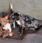 Lieve mooie dekreu Odin, Dieren en Toebehoren, België, Particulier, Jack Russell Terriër, Reu