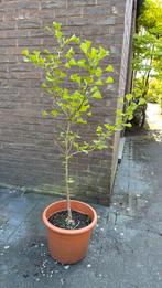 Ginkgo biloba - +_1m, Tuin en Terras, Ophalen, Herfst