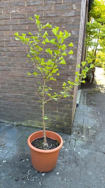 Ginkgo biloba - +_1m beschikbaar voor biedingen