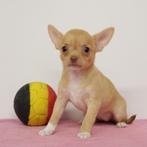 Chihuahua - Belgische pup te koop, Dieren en Toebehoren, België, Handelaar, CDV (hondenziekte), 8 tot 15 weken