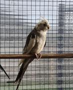 Valkparkieten, Animaux & Accessoires, Plusieurs animaux, Perruche