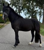 Wow, kijk dit is prachtige zwarte parel hijzoekt zijn match, Dieren en Toebehoren, Paarden, Gechipt, Minder dan 160 cm, Ruin, Zadelmak