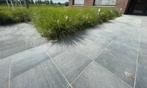 Siergras gratis, Ophalen, Vaste plant, Siergrassen