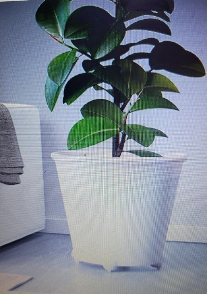 Bloempot op wieltjes, Tuin en Terras, Bloempotten, Gebruikt, Binnen, Balkon, 70 cm of meer, 40 cm of meer, Rond, Ophalen