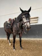 Equestrian stockholm dekje (zonder het oornetje), Dekje, Ophalen of Verzenden