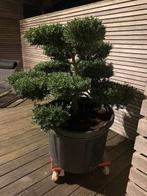 Vormboom Ilex Kimne Crenata, Tuin en Terras, Ophalen, Nieuw, Overige typen