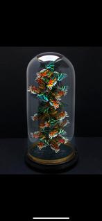 Envolée de véritable Urania Ripheus de Madagascar