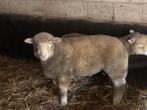 Mooie poll dorset ram, Animaux & Accessoires, Moutons, Chèvres & Cochons