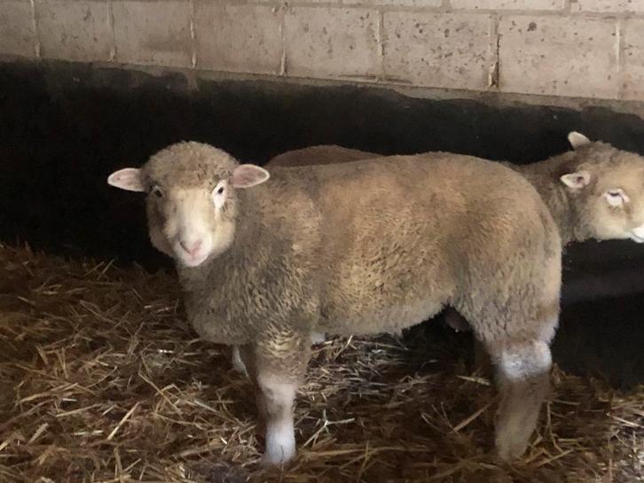 Mooie poll dorset ram, Animaux & Accessoires, Moutons, Chèvres & Cochons