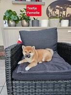 mooie shiba inu pups, Dieren en Toebehoren, België, Overige rassen, CDV (hondenziekte), 8 tot 15 weken