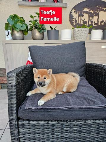 mooie shiba inu pups beschikbaar voor biedingen