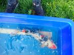 Japanse koi, Dieren en Toebehoren, Karper of Koi