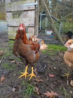 Jonge easter egger hanen beschikbaar, Dieren en Toebehoren, Pluimvee, Mannelijk, Kip