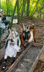 Twee dwerggeiten (miekes), Dieren en Toebehoren, Schapen, Geiten en Varkens, Vrouwelijk, Geit, 6 jaar of ouder