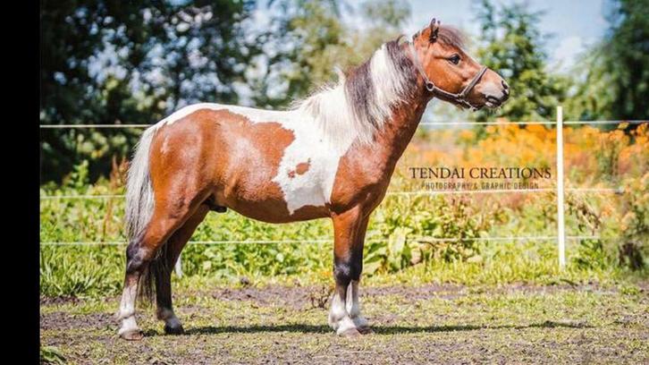 Superlief minipaard hengstje 100% AMHA, Animaux & Accessoires, Poneys, Étalon, Poney A (jusqu'à 1.17 m), Poney de récréation, 7 à 10 ans