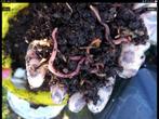 Rode wormen voor wormenbak of wormenhotel, Tuin en Terras, Aarde en Mest, Compost, Ophalen