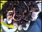 Rode wormen voor wormenbak of wormenhotel, Compost, Ophalen