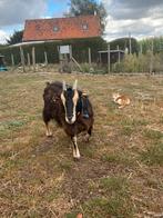Geit mieke, Dieren en Toebehoren, Schapen, Geiten en Varkens, Vrouwelijk, Geit, 3 tot 5 jaar