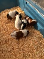 Bebe cochon dinde, Dieren en Toebehoren, Knaagdieren en Konijnen | Toebehoren, Ophalen