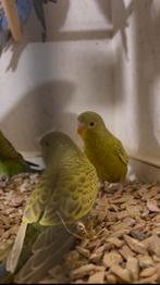 Blackface dun fallow, Dieren en Toebehoren