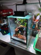 Terrarium, Ophalen, Zo goed als nieuw