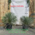 2x Yucca Rostrata ... 2de aan halve prijs., Tuin en Terras, Planten | Tuinplanten, Ophalen, Herfst, Bodembedekkers