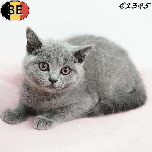 Blauwe Britse Korthaar kittens (kattinnetjes) te koop, Dieren en Toebehoren, Katten en Kittens | Raskatten | Korthaar, Poes, 0 tot 2 jaar