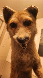 Taxidermie vos, Verzamelen, Dierenverzamelingen, Ophalen
